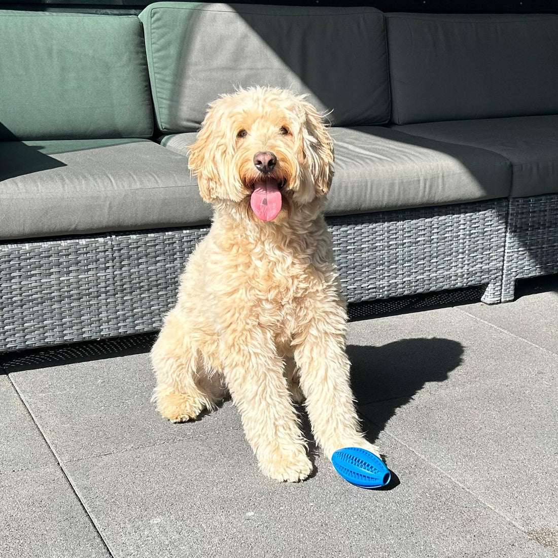 Pawsy™ – Tooth-Cleaning Rugby Ball