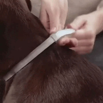 Pawsy™ – Anti-Flea and Tick Collar for Dogs