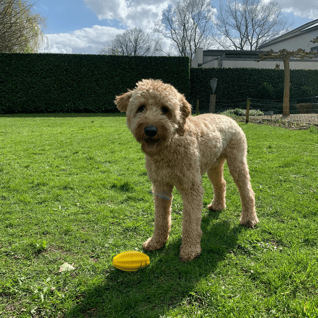 Pawsy™ – Tooth-Cleaning Rugby Ball