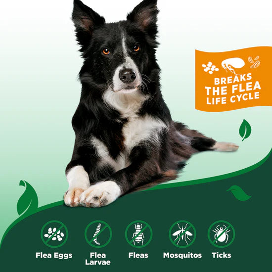 Pawsy™ – Flea & Tick Home & Dog Spray 500 mL
