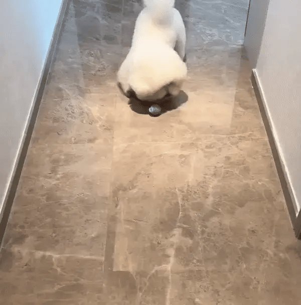 Pawsy ™ - Smart Play Ball